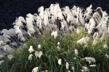 秋の皇居東御苑