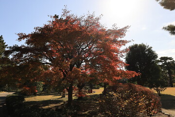秋の皇居東御苑