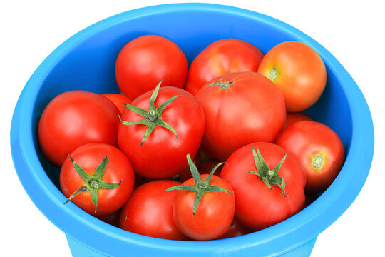 Ripe red tomatoes in a blue plastic bucket are isolated on a white background