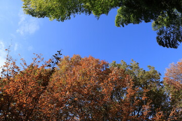 秋の皇居東御苑