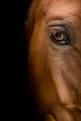 Naklejka premium horse head close-up. The horse's gaze. The eye of a beautiful horse on a dark background close-up, the muzzle of an animal. Traken breed .poster on the wall