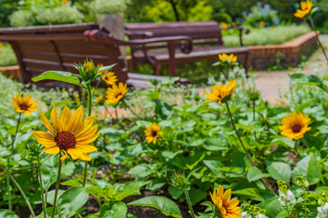 公園のヒマワリ