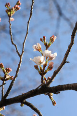 開花が始まった染井吉野