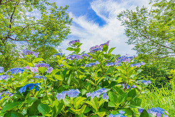 アジサイの花