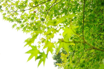 Fototapeta na wymiar Lush Green Momiji or Maple in Summer, Kyoto, Japan. Closeup view - 日本 京都 新緑のもみじ 