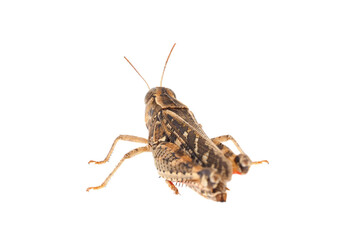 Short-horned grasshopper or Italian locust isolated on white background, Calliptamus italicus