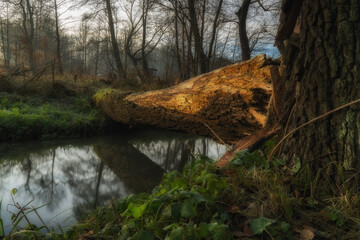 Stare drzewo leżące nad rzeką