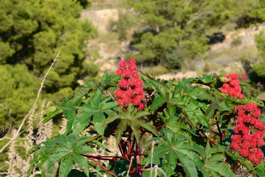 Ein Rizinusbaum in Spanien
