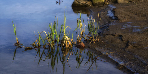 Ostatnia zieleń nad zamarzającą rzeką © Mariusz