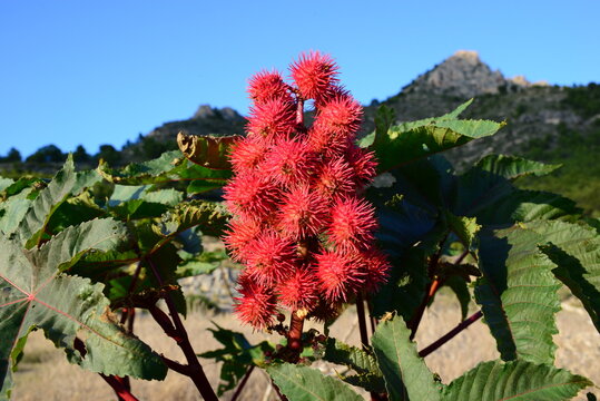 Ein Rizinusbaum in Spaniens wilder Natur