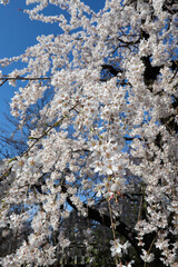 上品蓮台寺の枝垂れ桜