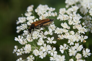 Käfer