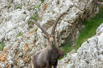 Grand bouquetin - Vercors