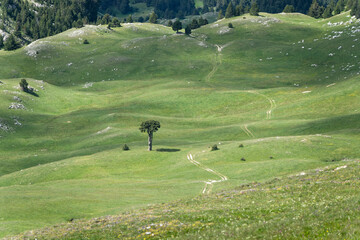 Arbre taillé de la Plaine de la Queyrie - Hauts Plateaux du Vercors