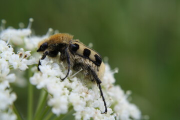 Pinselkäfer