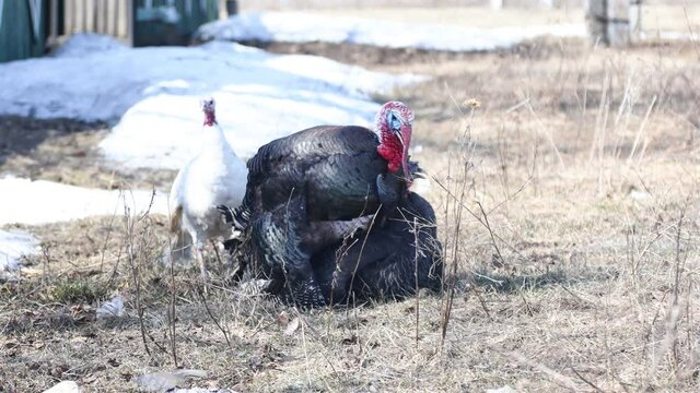 Mating games of a turkey. The male tramples and looks after females. Farm birds