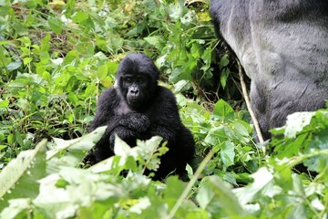 baby mountain gorilla (gorilla beringei beringei) - Bwindi Nationalpark, Uganda, Africa