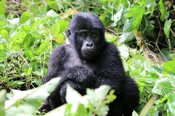 baby mountain gorilla (gorilla beringei beringei) - Bwindi Nationalpark, Uganda, Africa