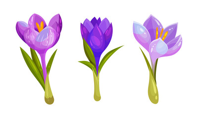 Beautiful crocuses set. First spring purple and lilac flowers cartoon vector illustration
