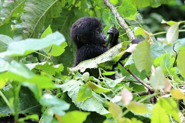 baby mountain gorilla (gorilla beringei beringei) - Bwindi Nationalpark, Uganda, Africa