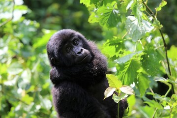 baby mountain gorilla (gorilla beringei beringei) - Bwindi Nationalpark, Uganda, Africa