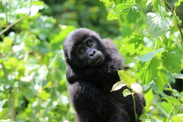 baby mountain gorilla (gorilla beringei beringei) - Bwindi Nationalpark, Uganda, Africa