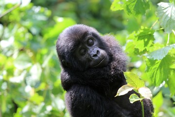 baby mountain gorilla (gorilla beringei beringei) - Bwindi Nationalpark, Uganda, Africa