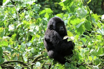 baby mountain gorilla (gorilla beringei beringei) - Bwindi Nationalpark, Uganda, Africa