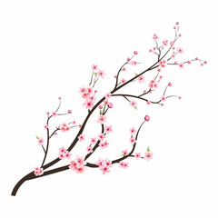 Japanese Cherry blossom vector. Cherry blossom branch with Sakura flower. Cherry blossom with pink watercolor Sakura flower. Watercolor cherry flower vector. Sakura branch vector.