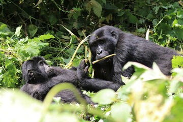 baby mountain gorilla (gorilla beringei beringei) - Bwindi Nationalpark, Uganda, Africa