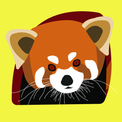 czerwona panda, panda,  © Szymon