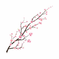 Realistic Cherry blossom branch. Japanese Cherry blossom vector. Cherry blossom with watercolor blooming Sakura flower. Pink sakura flower branch illustration. Watercolor cherry flower vector.