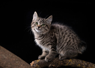 Fototapeta na wymiar kitten of breed kurilian bobtail on a black background