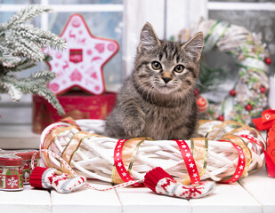 Kitten plays with a Christmas toy. New year season, holidays and celebration. Naughty cute kitten near fir tree.Happy white cat plays with a Christmas toy