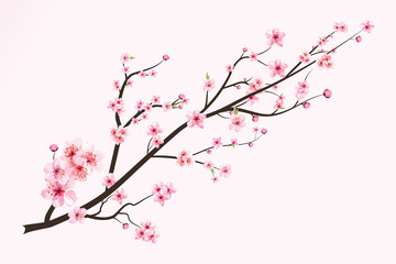 Cherry blossom with watercolor blooming Sakura flower. Japanese Cherry blossom vector. Realistic watercolor cherry blossom vector. Sakura branch with watercolor flower. Watercolor cherry flower.