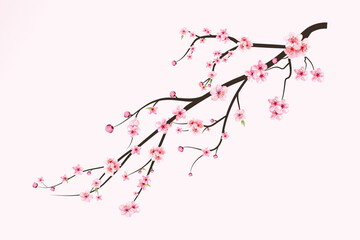 Realistic Cherry blossom branch. Sakura branch with blooming watercolor flower. Watercolor pink cherry flower vector. Japanese Cherry blossom vector. Cherry blossom with Sakura flower vector.