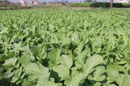 radish farm on field for harvest