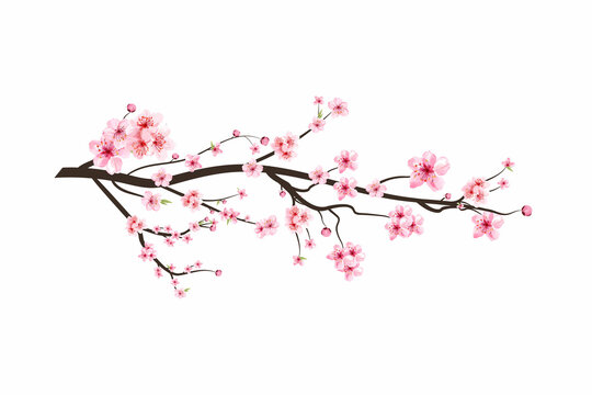 Cherry blossom branch with watercolor Sakura flower blooming. Realistic watercolor sakura flower spreading. Japanese Cherry blossom vector. Cherry blossom branch with pink Sakura flower vector.