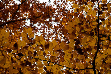 golden autumn leaves