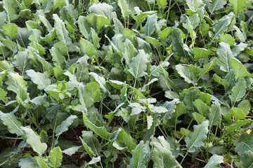 green colored turnip farm on field