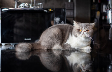 A cat relaxing on kitchen counter  in the window at home.