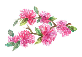 Pink bloom sakura flowers watercolor illustration.