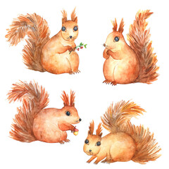 Set of Squirrels watercolor hand painting illustration
