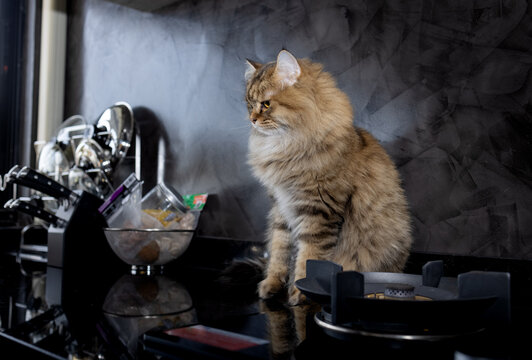 A Cat Relaxing On Kitchen Counter At Home.