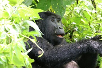 mountain gorilla (gorilla beringei beringei) - Bwindi Nationalpark, Uganda, Africa