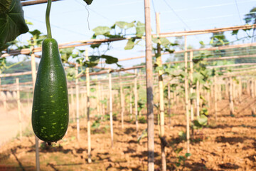 bottle guard farm on field