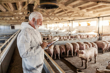 A senior veterinarian is standing next to a pig pen and checking on pigs. Health is important for meat production. A veterinarian using a tablet at a pig farm. - obrazy, fototapety, plakaty
