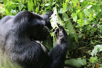 mountain gorilla (gorilla beringei beringei) - Bwindi Nationalpark, Uganda, Africa