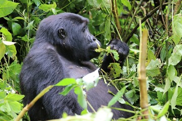 mountain gorilla (gorilla beringei beringei) - Bwindi Nationalpark, Uganda, Africa