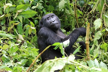 mountain gorilla (gorilla beringei beringei) - Bwindi Nationalpark, Uganda, Africa